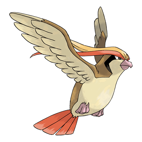 Image of pidgeot